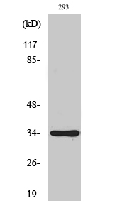 Fig. Western Blot analysis of various cells using SH2D5 Polyclonal Antibody.