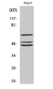 Fig. Western Blot analysis of various cells using Shc Polyclonal Antibody.