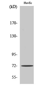 Fig. Western Blot analysis of various cells using SH-PTP2 Polyclonal Antibody diluted at 1:1000.