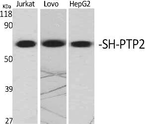 Fig.1. Western Blot analysis of various cells using SH-PTP2 Polyclonal Antibody diluted at 1:2000.
