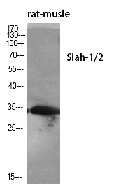 Fig.1. Western Blot analysis of various cells using Siah-1/2 Polyclonal Antibody diluted at 1:500.