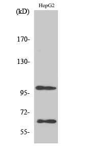 Fig. Western Blot analysis of various cells using SIRP-α1 Polyclonal Antibody.