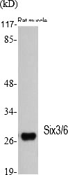 Fig.1. Western Blot analysis of various cells using Six3/6 Polyclonal Antibody.