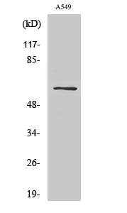 Fig. Western Blot analysis of various cells using SLC43A1 Polyclonal Antibody.