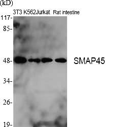 Fig.1. Western Blot analysis of various cells using SMAP45 Polyclonal Antibody diluted at 1:2000.