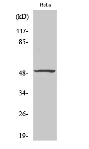 Fig.2. Western Blot analysis of HepG2 cells using SMAP45 Polyclonal Antibody diluted at 1:2000.