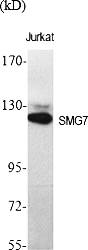 Fig.1. Western Blot analysis of various cells using SMG7 Polyclonal Antibody diluted at 1:2000.