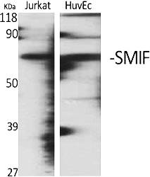Fig. Western Blot analysis of various cells using SMIF Polyclonal Antibody.