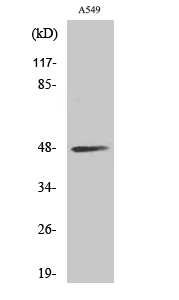 Fig. Western Blot analysis of various cells using sMtCK Polyclonal Antibody.