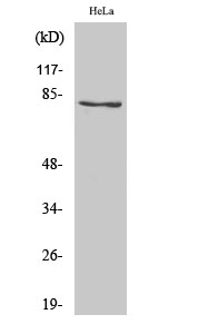Fig.1. Western Blot analysis of various cells using Snk Polyclonal Antibody.