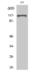 Fig. Western Blot analysis of various cells using Snrp116 Polyclonal Antibody.