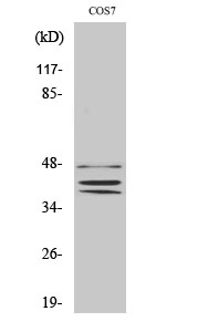 Fig. Western Blot analysis of various cells using Sox-8/9/17/18 Polyclonal Antibody.