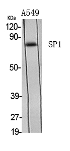 Fig. Western Blot analysis of various cells using Sp1 Polyclonal Antibody.