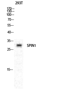 Fig.1. Western Blot analysis of various cells using Spindlin-1 Polyclonal Antibody diluted at 1:1000.