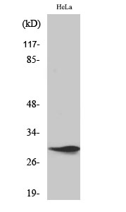 Fig.2. Western Blot analysis of hela cells using Spindlin-1 Polyclonal Antibody diluted at 1:1000.