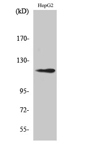 Fig. Western Blot analysis of various cells using SPT16 Polyclonal Antibody.