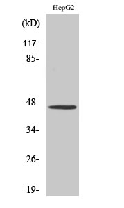Fig. Western Blot analysis of various cells using SR-1A Polyclonal Antibody diluted at 1:500.