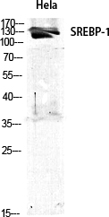 Fig.1. Western Blot analysis of various cells using SREBP-1 Polyclonal Antibody diluted at 1:1000.