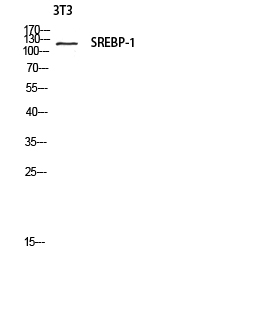 Fig.2. Western blot analysis of 3T3 lysate using SREBP-1 antibody. Antibody was diluted at 1:1000.