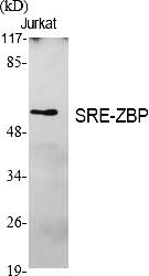 Fig. Western Blot analysis of various cells using SRE-ZBP Polyclonal Antibody.