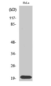 Fig.2. Western Blot analysis of Jurkat cells using SRp20 Polyclonal Antibody diluted at 1:2000.