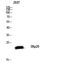 Fig.4. Western blot analysis of 293T lysate using SRp20 antibody. Antibody was diluted at 1:2000.