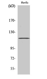 Fig. Western Blot analysis of various cells using ST18 Polyclonal Antibody.
