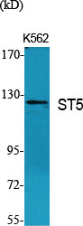 Fig.1. Western Blot analysis of various cells using ST5 Polyclonal Antibody.