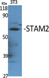 Fig. Western Blot analysis of various cells using STAM2 Polyclonal Antibody.