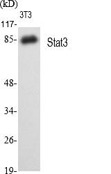 Fig.1. Western Blot analysis of various cells using Stat3 Polyclonal Antibody diluted at 1:2000.