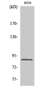 Fig.2. Western Blot analysis of NIH-3T3 cells using Stat3 Polyclonal Antibody diluted at 1:2000.