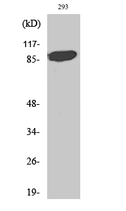 Fig. Western Blot analysis of various cells using Stat5a Polyclonal Antibody.
