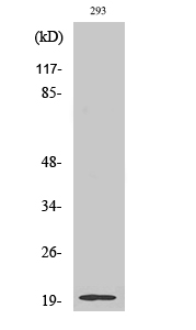 Fig. Western Blot analysis of various cells using Stathmin-3 Polyclonal Antibody.