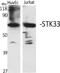 Fig.1. Western Blot analysis of various cells using STK33 Polyclonal Antibody.