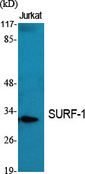 Fig.1. Western Blot analysis of various cells using SURF-1 Polyclonal Antibody.