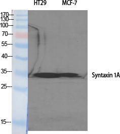 Fig. Western Blot analysis of various cells using Syntaxin 1 Polyclonal Antibody.