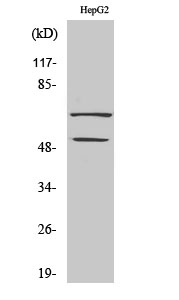 Fig.2. Western Blot analysis of COLO205 cells using SYT Polyclonal Antibody.