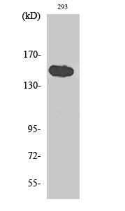 Fig. Western Blot analysis of various cells using TAB182 Polyclonal Antibody diluted at 1:1000.