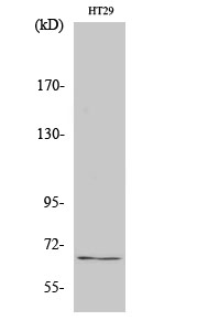 Fig. Western Blot analysis of various cells using TAF5L Polyclonal Antibody.