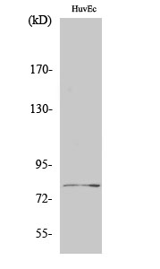Fig.2. Western Blot analysis of HUVEC cells using Tau Polyclonal Antibody diluted at 1:500.