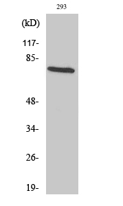 Fig. Western Blot analysis of various cells using TCF-3 Polyclonal Antibody.