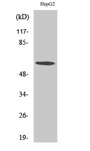 Fig. Western Blot analysis of various cells using TCP-1 ζ Polyclonal Antibody diluted at 1:500.