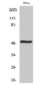Fig. Western Blot analysis of various cells using TDE2L Polyclonal Antibody.