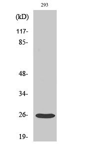 Fig. Western Blot analysis of various cells using Tetraspanin-8 Polyclonal Antibody diluted at 1:1000.
