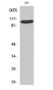 Fig.2. Western Blot analysis of 293 cells using TFIIIC102 Polyclonal Antibody.