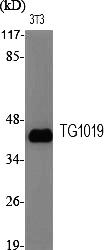 Fig. Western Blot analysis of various cells using TG1019 Polyclonal Antibody.
