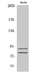 Fig. Western Blot analysis of various cells using TGase2 Polyclonal Antibody.