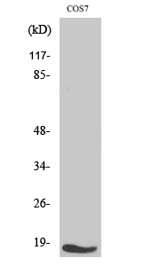 Fig. Western Blot analysis of various cells using TGFα Polyclonal Antibody.