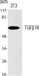 Fig.1. Western Blot analysis of various cells using TGFβ RI Polyclonal Antibody diluted at 1:500.
