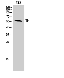 Fig.2. Western Blot analysis of 3T3 cells using TH Polyclonal Antibody.